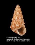 Leiopyrga cingulata (8)
